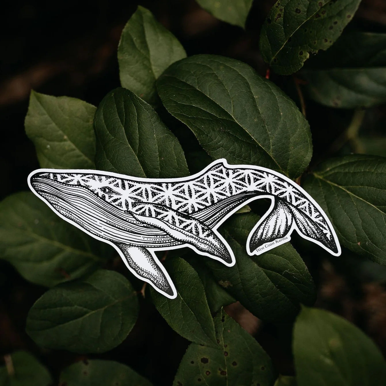 West Coast Karma Humpback Seed of Life  Sticker